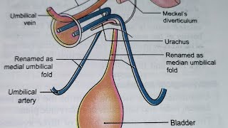 Umbilicus Clinical importance Part 1 Anterior abdominal wall [upl. by Dhar]