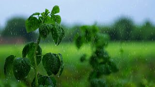 Beautifull Rain Scenery With Relaxing Neture Sound  Rain Video Clips 1080p 60fps  Rain [upl. by Diraj133]