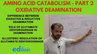 Amino acid catabolism  Part  2  Oxidative deamination [upl. by Dlanod]