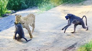 Leopard Pulls Off Perfect Ambush on Baboon  But they Fight Back [upl. by Mraz]