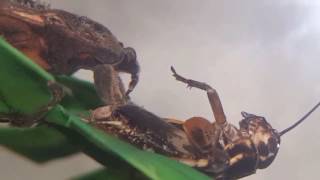 Platymeris biguttatus amp Nepidae sp feeding assassin bugs amp water scorpion [upl. by Leiuqeze791]