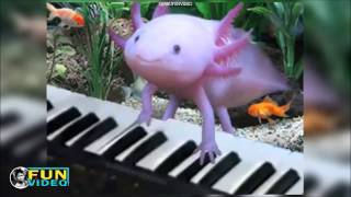 AXOLOTL cute pets compilation [upl. by Ashlan]