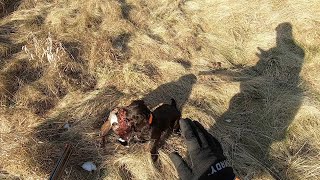 Boykin Spaniel Pheasant Hunt [upl. by Aleunamme]