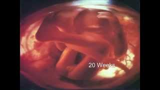 Pregnancy Fetal Development [upl. by Ressler]