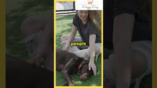 Revealing Dog Training Techniques 1st  Dog Lovers  Cute Dogs [upl. by Swope]