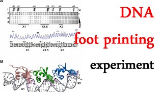 DNA footprinting experiment [upl. by Terraj]