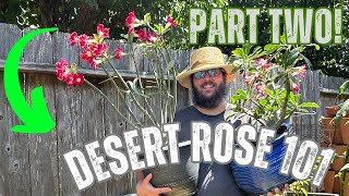 Desert Rose Care 101 Part Two [upl. by Imogen]