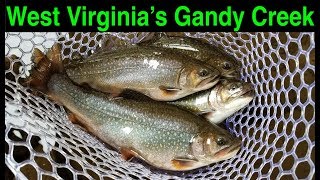 Trout Fishing West Virginias Gandy Creek [upl. by Bilek]