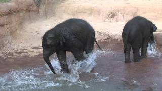 Elephant Habitat Expansion at the Houston Zoo [upl. by Lan]