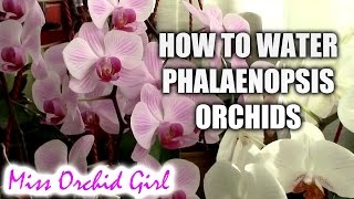 How to water Phalaenopsis orchids  tips for a healthy orchid [upl. by Gamin]