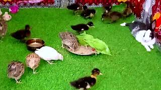 Baby duck And Little hen VideoRabbits baby hen chickens [upl. by Hakym]