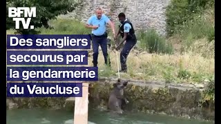 Les images de trois sangliers sauvés de la noyade par des gendarmes du Vaucluse [upl. by Edmonda]