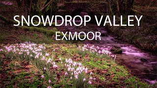 The Snowdrop valley on Exmoor  Beautiful footage of the iconic snowdrops [upl. by Moffat752]