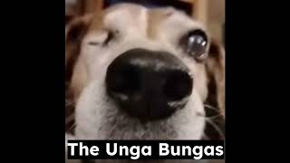 sarcophagus biscuit  Song by The Unga Bungas [upl. by Lore]