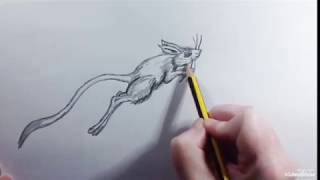 How to draw a Jerboa speed  Como dibujar un Jerbo rápido [upl. by Samson975]