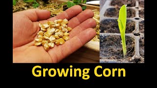 Growing Corn  Part 1 Planting and Germinating [upl. by Ttegdirb393]