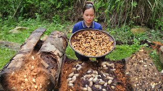 Harvest Coconut Weevils Goes To Market Sell  Daily Work Of Pregnant Women  Lý Thị Ca [upl. by Giesecke765]