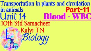 10th std Biounit 14 circulation in animalsBlood  WBCPart 11Samacheer Kalvi TN [upl. by Acyssej]