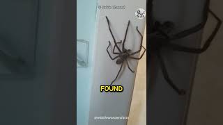 HOW CAN A HUNTSMAN SPIDER BE THIS SCARY AND BIG 😱 shorts [upl. by Niras]