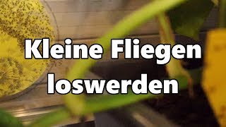 kleine Fliegen in Blumenerde beseitigen  kleine Fliegen loswerden  Trauermücken bekämpfen [upl. by Yahiya383]