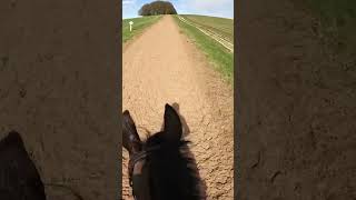 Barry Geraghty and Sprinter Sacre go for a ride on a beautiful day ❤️ horseracing horses sport [upl. by Alberic741]