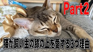 【シンガプーラー】猫が飼い主の膝の上を愛する3つの理由シンガプーラ cat 猫のいる暮らし singapura [upl. by Cavuoto]