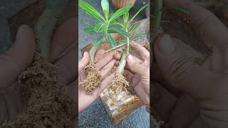 Adenium plant report  adenium repotting cutting deasertrose shorts shortvideo [upl. by Robison]