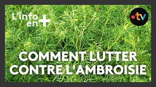 Linfo en plus  comment lutter contre lAmbroisie [upl. by Randolph]