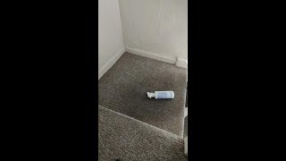 No Words Needed Carpet Cleaning [upl. by Haleigh]