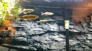 River Fish Tank  Giant Danios [upl. by Caryn]