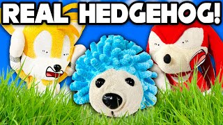 Sonic the REAL Hedgehog  Sonic and Friends [upl. by Sussman956]