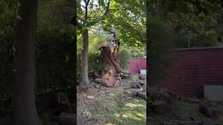 Ms500i vs Dead Laburnum arborist chainsaw treeworker treework stihl [upl. by Drawe]