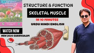 Structure of Skeletal Muscle  Sarcomere  Muscle Fibers  Biology II  Urdu Hindi English2024 [upl. by Lynde]