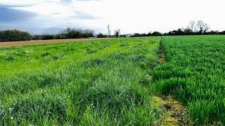 Terreno Agricolo in Vendita a Madone BG [upl. by Luane]