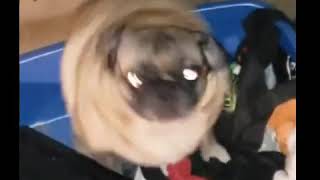 Pug Vibin to Hardbass  HBS  Nash Gimn [upl. by Behlau]