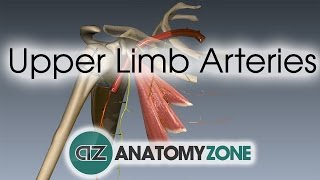 Upper Limb Arteries  Arm and Forearm  3D Anatomy Tutorial [upl. by Schonfield]