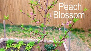 Watch Plants Grow Peach Blossom Time Lapse [upl. by Gwenny669]