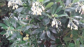 Strawberry tree Arbutus Unedo a beautiful ornamental with edible fruit [upl. by Yramliw]