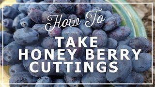 How to Grow Haskap Berries Taking haskap berry Cuttings [upl. by Boucher]