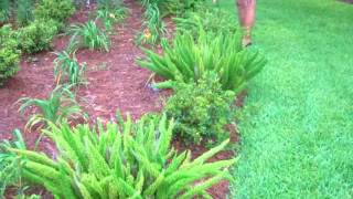 Foxtail Fern Great garden addition [upl. by Terza]