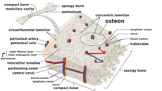 Bones Structure and Types [upl. by Heall]