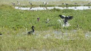 Spurwinged Goose Plectropterus g gambensis Lake Awassa Ethiopia 19 Jan 2015 [upl. by Tillford]