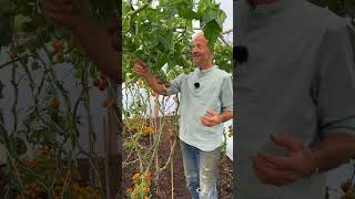 Ripening tomatoes Early autumn polytunenl Ggarden tomatoes Charles Dowding [upl. by Anirba]