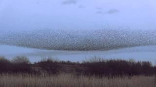 Starling Murmuration at Middleton Moor Derbyshire [upl. by Ennazzus394]