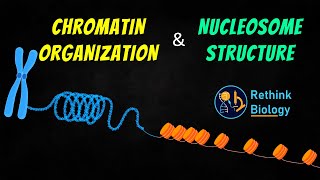 Chromatin Organization Animation  Nucleosome Structure [upl. by Eelyram]