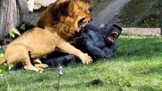 Lion vs Gorilla Fight  Wild Animals Attack [upl. by Maribeth]