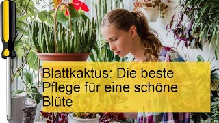 Blattkaktus Pflege So blüht er prächtig und gesund [upl. by Akimert]