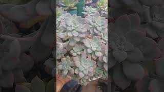 Graptoveria milkwayplanta de cultivar no sol [upl. by Krause]