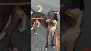 Viral Video ￼gradan dog￼ trending doglover pitbull viralvideo dog Short YouTube [upl. by Ygiaf]