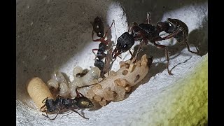 Myrmecia chrysogaster Food Collection [upl. by Sayette]